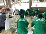 【発酵食品学科】白鬚田原神社のどぶろく造りに参加しました